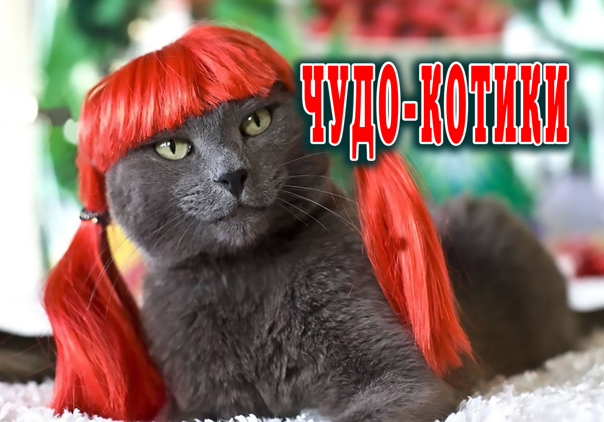 Покажи red cat. Кошка в парике. Коты в Красном парике. Котенок с прической. Красивая кошка с париком.