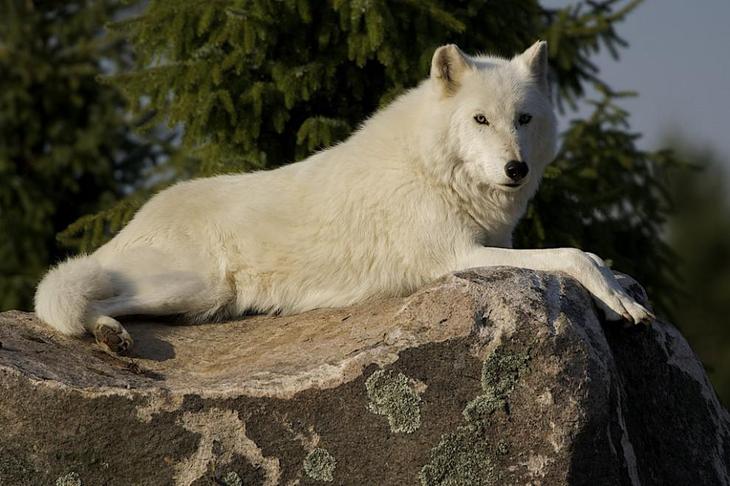 Арктический полярный волк